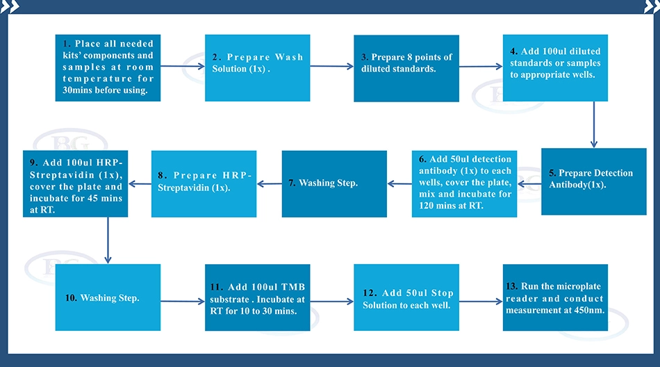 Summary of the Assay Procedure for Human Matrix Metalloproteinase 9 ELISA kit