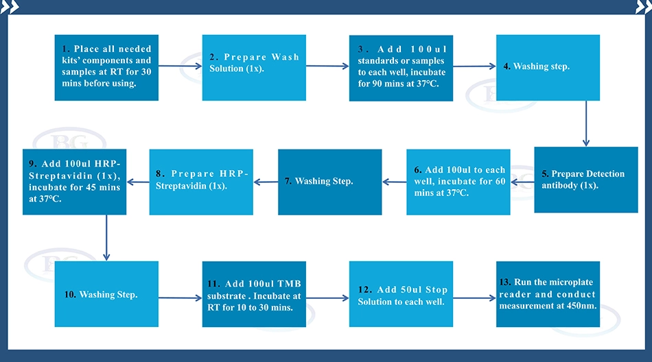 Summary of the Assay Procedure for Mouse Immunoglobulin G ELISA kit