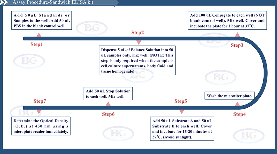 Summary of the Assay Procedure for Rat Albumin ELISA kit