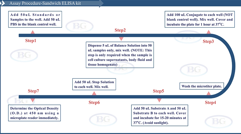 Summary of the Assay Procedure for Porcine Total Adiponectin ELISA kit