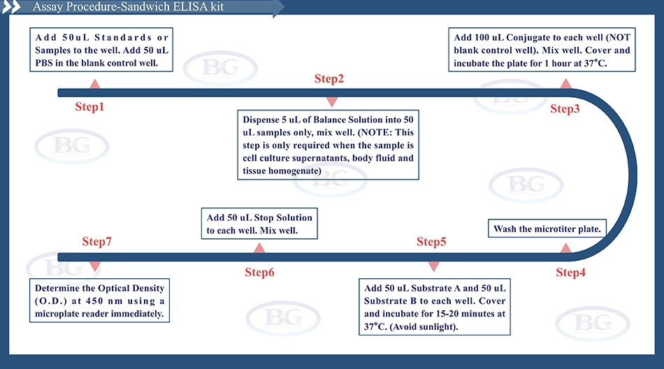 Summary of the Assay Procedure for Bovine Interleukin 12 ELISA kit