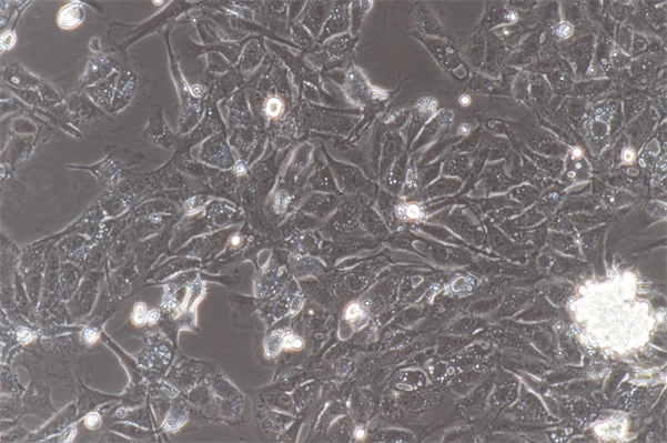 Primary cells - Canine, sheep, Bovine and other animals