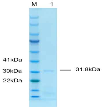 P01I0007P-T2 Human Interleukin 4 (IL-4) Protein, Recombinant