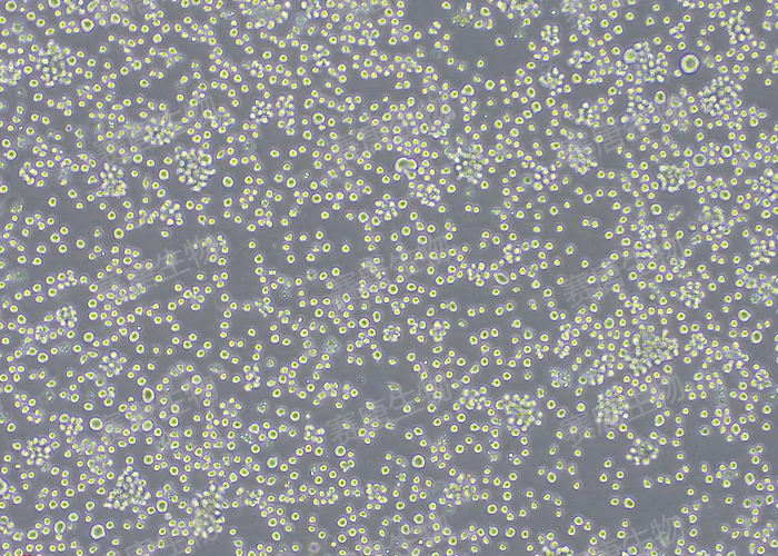 Recombinant-06.jpg Recombinant-06.jpg