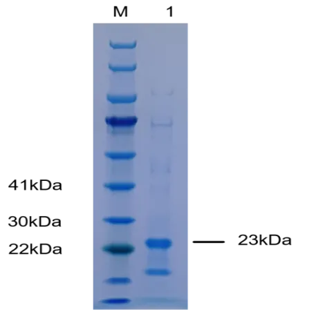 P01I0420P-T2 Human Long arginine 3-IGF-1 (IGF1-LR3) Protein, Recombinant