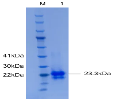 P01V0016E-T3 Human Vascular Endothelial Growth Factor 165 (VEGF165) Protein, Recombinant