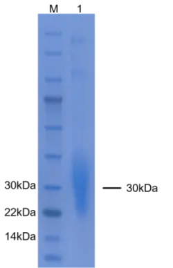 P03G0016E-T3 Mouse Granulocyte-Macrophage Colony-Stimulating Factor (GM-CSF) Protein, Recombinant