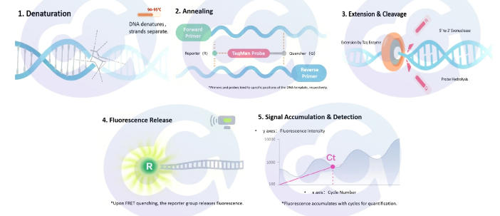 new-launch-mycoplasma-qpcr-detection-kit-fluorescent-probe-method2.jpg new-launch-mycoplasma-qpcr-detection-kit-fluorescent-probe-method2.jpg