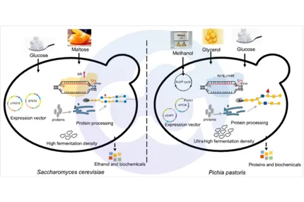 Yeast Family: Pichia pastoris (GS115) HCP ELISA