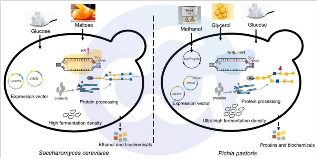 yeast-family-pichia-pastoris-gs115-hcp-elisa_Figure_2.png