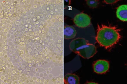 A New Track in Insect Cell Expression: High-Five (Hi-5) HCP Precision Quality Control Solution
