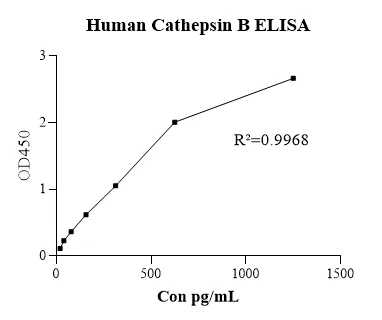 cathepsin B